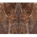 Мармур Rainforest Brown Мармур Rainforest Brown